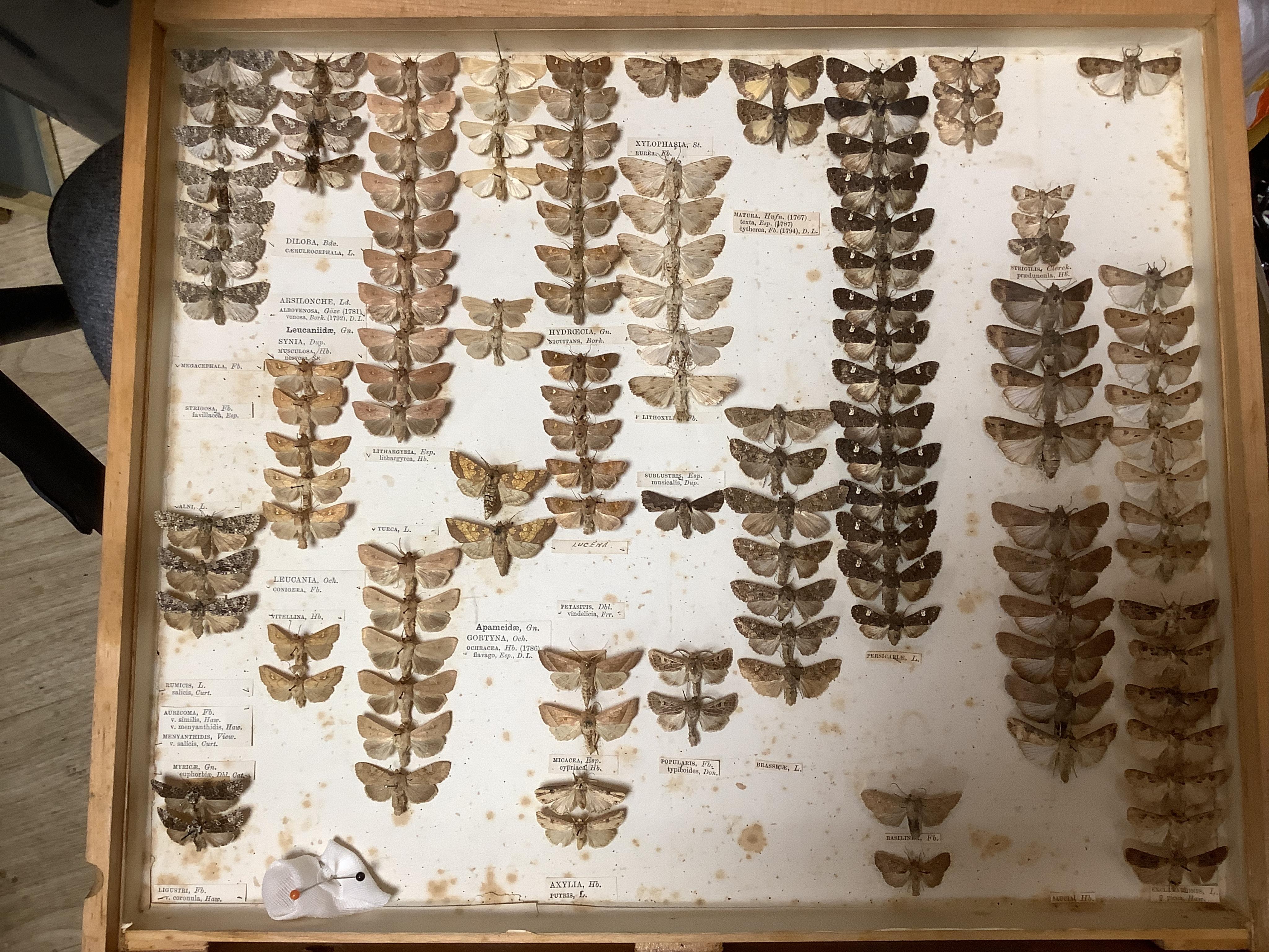 A Victorian ten drawer mahogany collector’s cabinet, containing a large selection of taxidermy moths, the contents checked against the UK register, each drawer with glazed cover, with a lockable glazed main door and orig